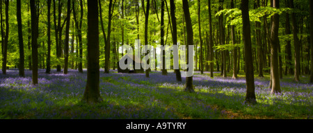 Glockenblumen in Embley Holz Hampshire Panorama Stockfoto