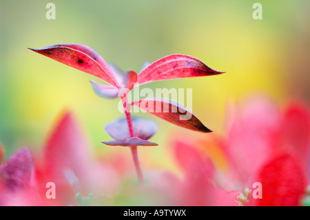 Zwerg-Cornel Blätter im Herbst Stockfoto