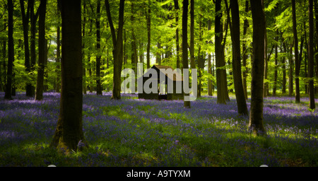 Bluebell Holz im Frühjahr Hampshire England Stockfoto