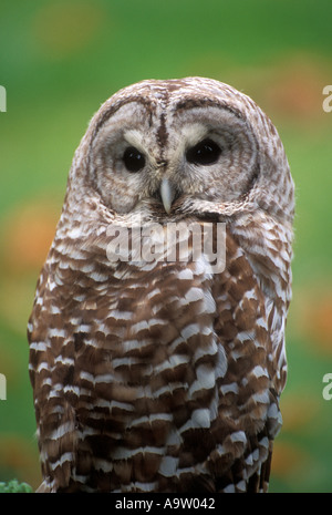 CAPTIVE PORTRAIT Streifenkauz (Strix Varia) Stockfoto