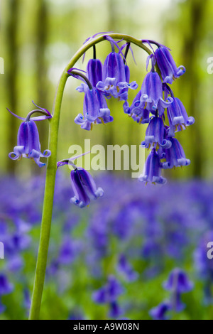 Bluebell Stamm scharf in Bluebell Holz Hampshire England Stockfoto