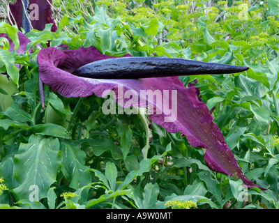 Dragon arum (Dracunculus vulgaris) Stockfoto