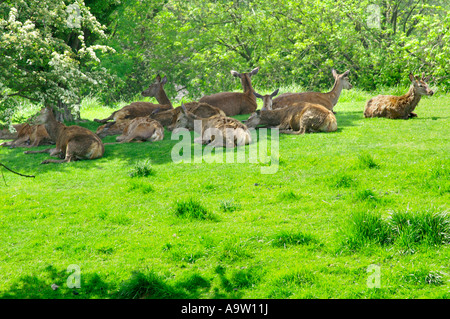 Ihr lieben auf der Wiese in Cotswolds Country Park in der Nähe von Broadway Tower Stockfoto