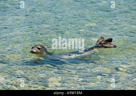 Gefährdete Arten Mittelmeer-Mönchsrobben Dichtung, Monachus Monachus, schwimmen entlang der Halbinsel Datca, Türkei. Stockfoto