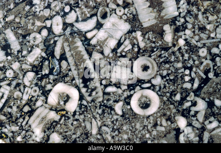 Querschnitt der Kalkfelsen. Hervorragendes Beispiel für Peitschenkorallen Meer Lily Fossilien aus Treakcliff Höhle, Castleton, Derbyshire, UK Stockfoto