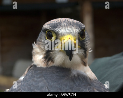 Perigrine Falcon Stockfoto