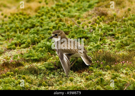 New Zealand Mornell Enderby Island in der Auckland-Inseln Neuseeland Stockfoto