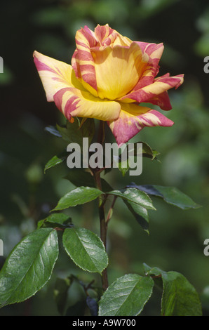 Rose Blume Stockfoto