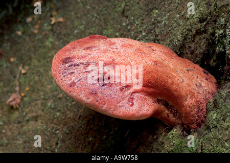 Beefsteak Pilze Fistulina Hepatica wachsen auf alten Baum sandigen Hügeln bedfordshire Stockfoto