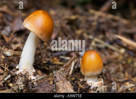 Tawny Grisette Amanita Fulva wächst in Blatt Wurf sandigen Hügeln bedfordshire Stockfoto