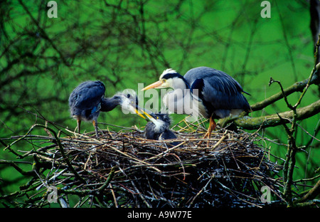 Grey Heron Ardea Cinerea am Nest neigende Küken Verilanium Park St Albans hertfordshire Stockfoto