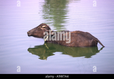 Wasserbüffel, Baden im Spülkasten Teich in Indien in der Nähe von Delhi Stockfoto