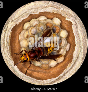 Hornisse (Vespa Crabro) Großaufnahme Königin tendenziell neue Nest Detail Ansicht Potton bedfordshire Stockfoto