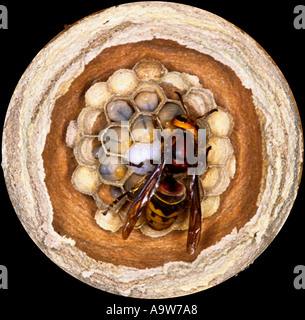 Hornisse Vespa Crabro Königin neigende neue Nest Detail Ansicht Potton bedfordshire Stockfoto