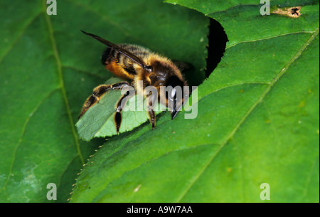 Leaf Cutter Bee Schneiden Abschnitt von Blatt Potton bedfordshire Stockfoto