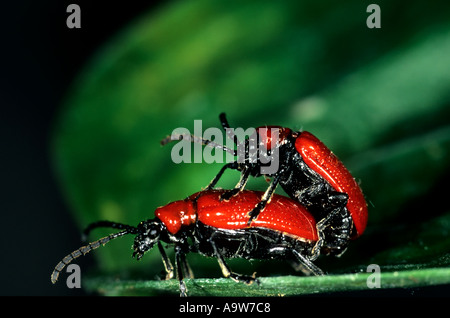 Lilly Käfer Lilioceris Lilii paar Paarung auf lilly Blatt Potton bedfordshire Stockfoto