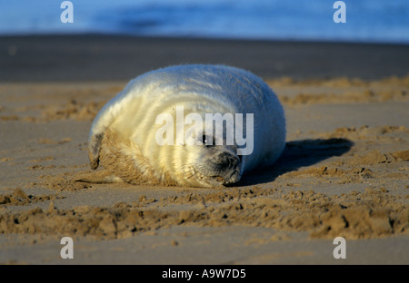 Graue Dichtung Halichoerus Grypus Pup auf Sand bar Donna Nook lincolnshire Stockfoto