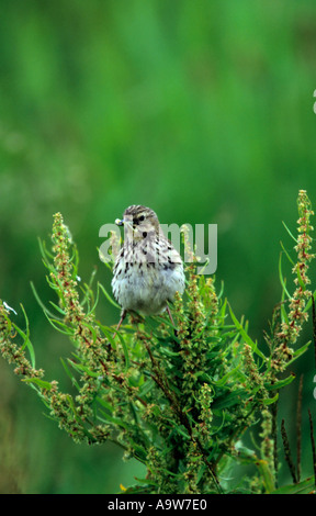 Wiese Pieper Anthus Pratensis mit Nahrung für junge Welney Norfolk Stockfoto