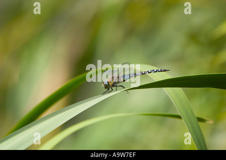 Migrationshintergrund Hawker Aeshna Mixta sitzen auf Blatt Priorat Parken Bedford Bedfordshire Stockfoto