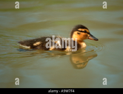 Entlein Stockente (Anas platyrhynchos), Großbritannien Stockfoto