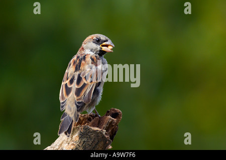 Männlicher Haussperling Passer Domesticus thront auf Zweig suchen alert Potton bedfordshire Stockfoto