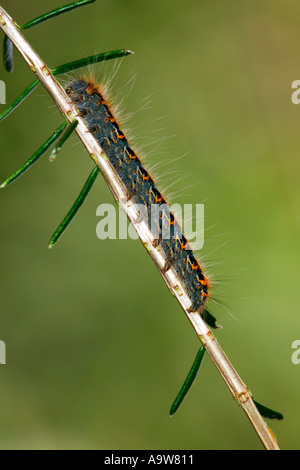 Eiche Eggar Lasiocampa Quercus Larven ernähren sich von Heidekraut Potton Bedfordshire Stockfoto