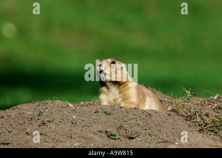 Black-Tailed Prairie Dogs Schwarzschwanz sich suchen Warnung Stockfoto