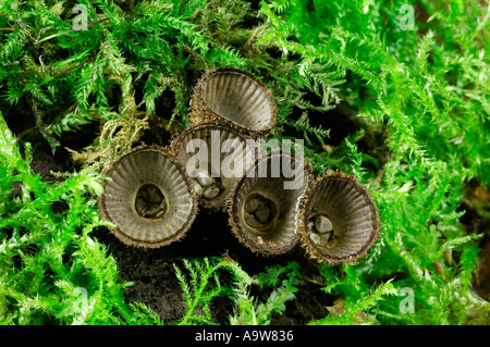 Vögel nisten Pilze Cyathus Striatus wachsen auf bemoosten Log Potton Holz Potton bedfordshire Stockfoto