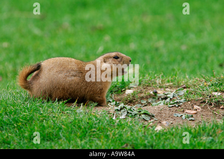 Black-Tailed Prairie Dogs Schwarzschwanz sich stehend nachschlagen Warnung mit Schweif und auf der Suche nach Warnung Stockfoto