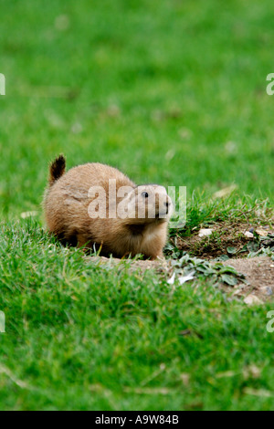 Black-Tailed Prairie Dogs Schwarzschwanz sich am Fuchsbau hierhin schauen Warnung Stockfoto