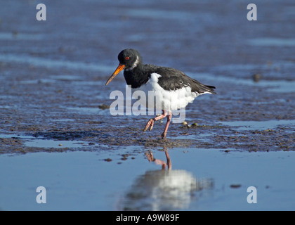 Austernfischer Haematopus Ostralegus Erwachsener im Winterkleid Lindisfarne Northumberland UK September Stockfoto