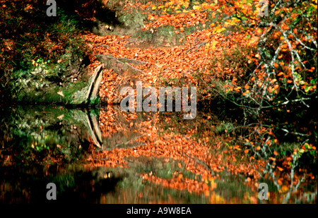 Herbst Laub in einem See, waggoners Brunnen, Surrey, UK wider Stockfoto