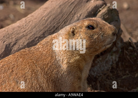 Murmeltier (Cynomys sich) oder Black-tailed Prairie Dog Stockfoto