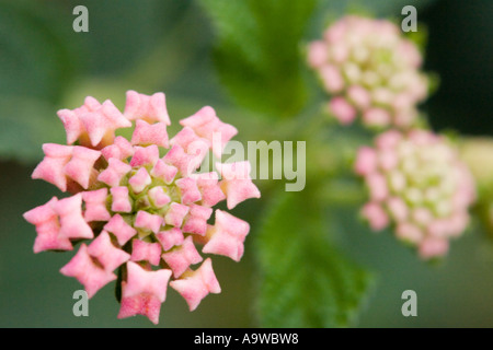 Rosa flora Stockfoto
