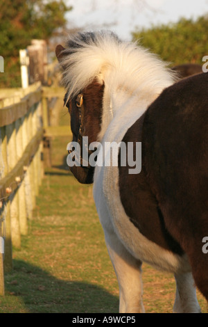 Ein Schecke [Schwarzweiß] Pony Stockfoto