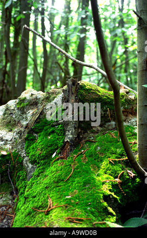 eingestürzten Baum in Moos in englischen Holz abgedeckt Stockfoto