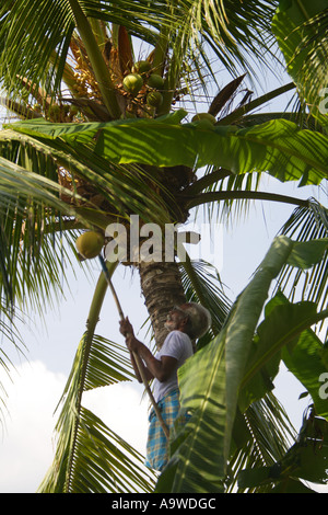 Mann ernten Kokosnüsse auf Keralas Backwaters, Alappuzha (Alleppey), Kerala, Südindien. Stockfoto