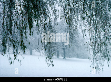 Beladenen Äste von Bäumen auf Hampstead Heath in seltenen Schneesturm in London, England Stockfoto