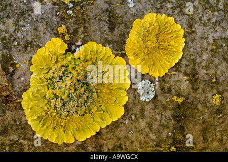 Xanthoria Parietina Flechten wachsen auf Anmeldung Lee Valley Park, März 2007 Stockfoto