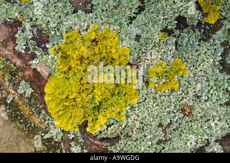 Xanthoria Parietina Flechten wachsen auf Anmeldung Lee Valley Park, März 2007 Stockfoto