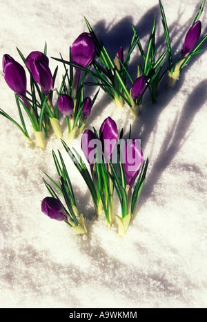 BLÜHENDER FRÜHLING LILA KROKUSBLÜTEN DURCHSCHIEBEN SCHNEE Stockfoto