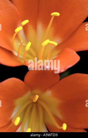 Clivia Miniata Amaryllisgewächse Stockfoto