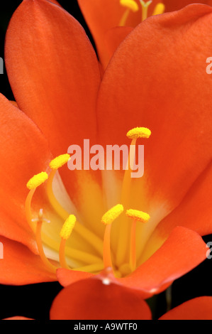 Clivia Miniata Amaryllisgewächse Stockfoto