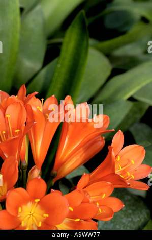 Clivia Miniata Amaryllisgewächse Stockfoto