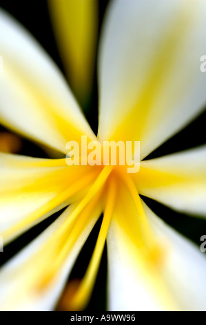 Clivia Miniata Var Citrina Amaryllisgewächse Stockfoto