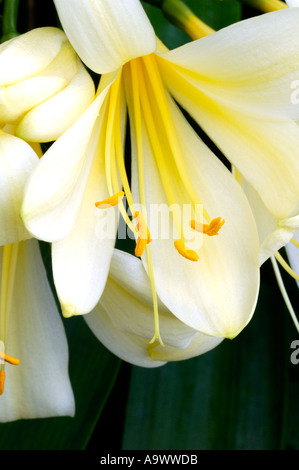 Clivia Miniata Var Citrina Amaryllisgewächse Stockfoto