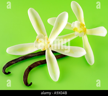 ZWEI VANILLE BLÜTEN UND SCHOTEN Stockfoto