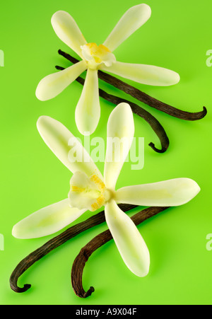 ZWEI VANILLE BLÜTEN UND SCHOTEN Stockfoto