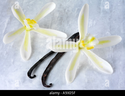 ZWEI VANILLE BLÜTEN UND SCHOTEN Stockfoto