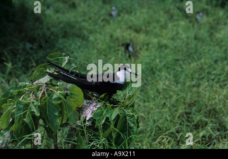 Sooty Tern Sterna Fuscata South Islet Tubbataha Reef Sulusee Philippinen Stockfoto